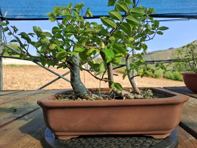 Zelkova serrata — Estilo Valsa | 3 Árvores | 29 cm - Image 7