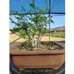 Zelkova serrata — Estilo Valsa | 3 Árvores | 29 cm - Image 8