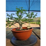 Zelkova serrata — Moyogui - Image 4