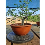 Zelkova serrata — Moyogui - Image 5
