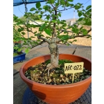 Zelkova serrata — Moyogui - Image 6