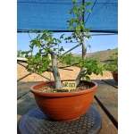 Zelkova serrata — Duplo Tronco - Image 5
