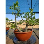 Zelkova serrata — Duplo Tronco - Image 6