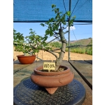 Zelkova serrata — Moyogui | 30 cm