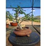Zelkova serrata — Moyogui | 30 cm - Image 5