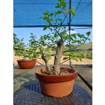 Zelkova serrata — Duplo Tronco - Image 5