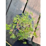 Zelkova serrata — Duplo Tronco - Image 7