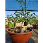 Zelkova serrata — Duplo Tronco | 36 cm - Image 3