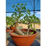 Zelkova serrata — Duplo Tronco | 36 cm - Image 4