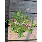 Zelkova serrata — Duplo Tronco | 36 cm - Image 5