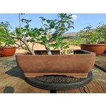 Zelkova serrata — Estilo Valsa | 3 Árvores