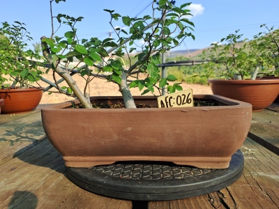 Zelkova serrata — Estilo Valsa | 3 Árvores