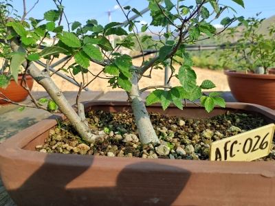 Zelkova serrata — Estilo Valsa | 3 Árvores - Image 6