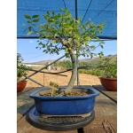 Zelkova serrata — Hokidachi - Image 4