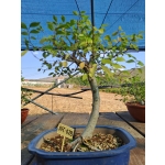 Zelkova serrata — Hokidachi