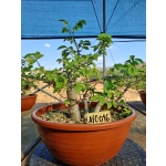 Zelkova serrata — Multitronco | 30 cm