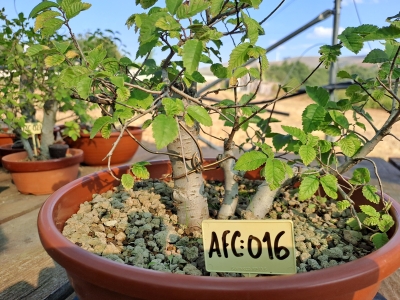 Zelkova serrata — Multitronco | 30 cm - Image 6