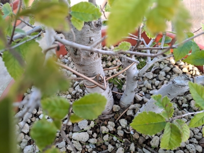 Zelkova serrata — Multitronco | 30 cm - Image 7