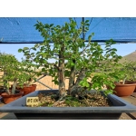 Zelkova Multitronco | Zelkova serrata—AFC:030
