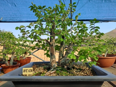 Zelkova Multitronco tamanho grande