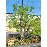 Zelkova Multitronco tamanho grande - Image 4