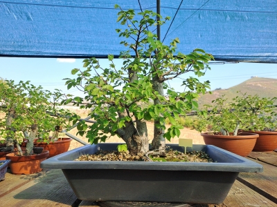Zelkova Multitronco tamanho grande - Image 6