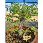 Zelkova serrata — Duplo Tronco | 36 cm - Image 5