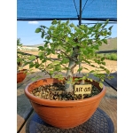 Zelkova serrata — Duplo Tronco | 36 cm - Image 6