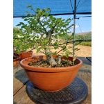 Zelkova serrata — Duplo Tronco | 36 cm - Image 7