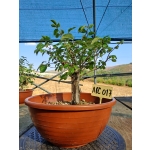 Zelkova serrata — Hokidachi | 25 cm - Image 2