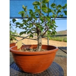 Zelkova serrata — Hokidachi | 25 cm - Image 3