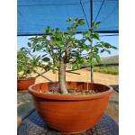 Zelkova serrata — Hokidachi | 25 cm - Image 4