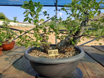 Zelkova serrata — Multitronco - Image 11