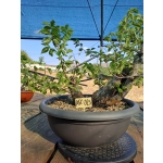 Zelkova serrata — Multitronco - Image 12