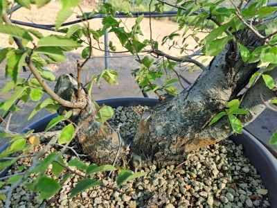 Zelkova serrata — Multitronco - Image 13