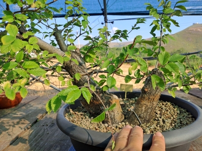 Zelkova serrata — Multitronco - Image 14