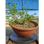 Zelkova serrata — Multitronco | 3 Troncos | 30 cm - Image 4