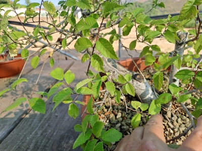 Zelkova serrata — Multitronco | 3 Troncos | 30 cm - Image 5