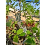 Zelkova serrata — Multitronco | 3 Troncos | 30 cm - Image 6