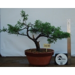 🌲 Juniperus chinensis ‘Itoigawa’ — Moyogi | JUN:003