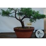 🌲 Juniperus chinensis ‘Itoigawa’ — Moyogi | JUN:003 - Image 2