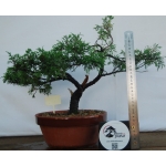 🌲 Juniperus chinensis ‘Itoigawa’ — Moyogi | JUN:003 - Image 3