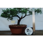 🌲 Juniperus chinensis ‘Itoigawa’ — Moyogi | JUN:003 - Image 4