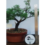 🌲 Juniperus chinensis ‘Itoigawa’ — Moyogi | JUN:003 - Image 5