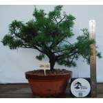 🌲 Juniperus chinensis ‘Itoigawa’ — JUN:002 - Image 2
