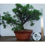 🌲 Juniperus chinensis ‘Itoigawa’ — JUN:002 - Image 3