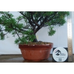 🌲 Juniperus chinensis ‘Itoigawa’ — JUN:002 - Image 4