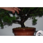 🌲 Juniperus chinensis ‘Itoigawa’ — JUN:002 - Image 5