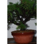 🌲 Juniperus chinensis ‘Itoigawa’ — JUN:002 - Image 6