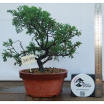 🌲 Juniperus chinensis ‘Itoigawa’ — Moyogi | JUN:001 - Image 3